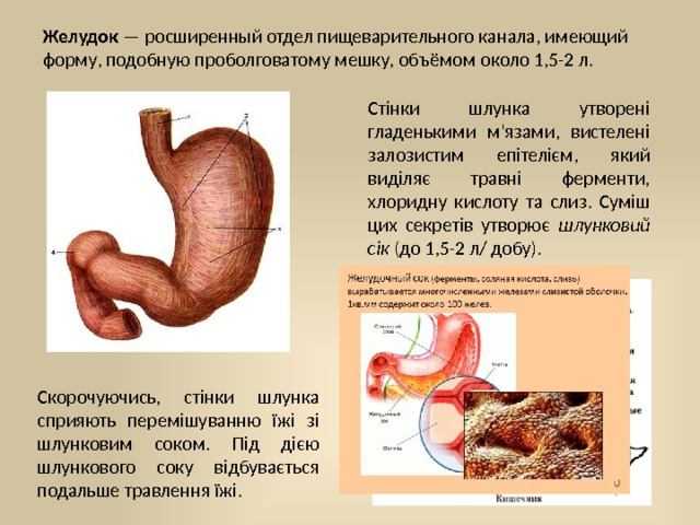 Желудок — росширенный отдел пищеварительного канала, имеющий форму, подобную проболговатому мешку, объёмом около 1,5-2 л. Стінки шлунка утворені гладенькими м'язами, вистелені за­лозистим епітелієм, який виділяє травні ферменти, хлоридну кис­лоту та слиз. Суміш цих секретів утворює шлунковий сік (до 1,5-2 л/ добу). Скорочуючись, стінки шлун­ка сприяють перемішуванню їжі зі шлунковим соком. Під дією шлун­кового соку відбувається подальше травлення їжі. 