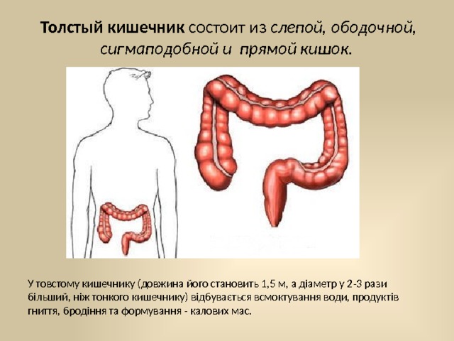 Толстый кишечник состоит из слепой, ободочной, сигмаподобной и  прямой кишок. У товстому кишечнику (довжина його становить 1,5 м, а діаметр у 2-3 рази більший, ніж тонкого кишечнику) відбувається всмоктування води, продуктів гниття, бродіння та формування - калових мас. 