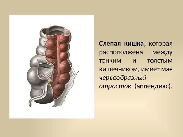 Слепая кишка, которая распололжена между тонким и толстым кишечником, имеет має чер­веобразный отросток (аппендикс). 