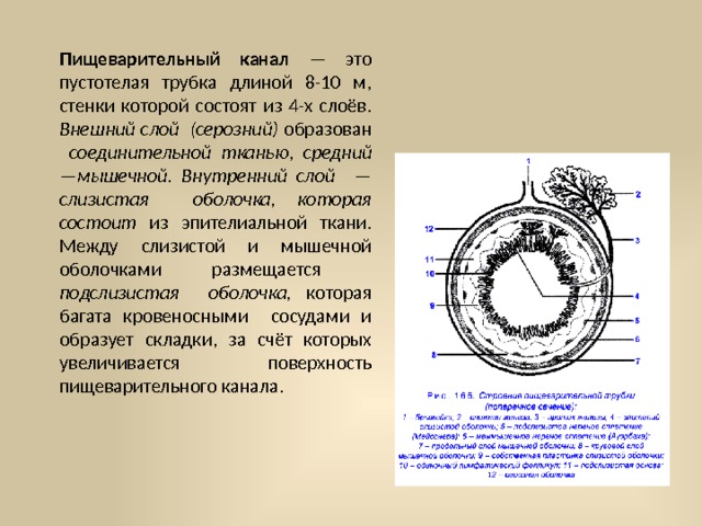 Пищеварительный канал — это пустотелая трубка длиной 8-10 м, стенки которой состоят из 4-х слоёв. Внешний слой (серозний) образован соединительной тканью , средний — мышечной. Внутренний слой — слизистая оболочка, которая состоит из эпителиальной ткани. Между слизистой и мышечной обо­лочками размещается подслизистая оболочка, которая багата кровеносными сосудами и образует складки, за счёт которых увеличивается поверхность пищеварительного канала. 