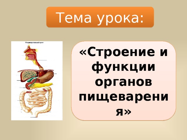 Тема урока: «Строение и функции органов пищеварения» 