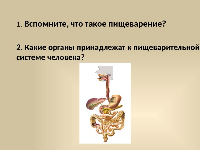  1. Вспомните, что такое пищеварение? 2. Какие органы принадлежат к пищеварительной системе человека? 