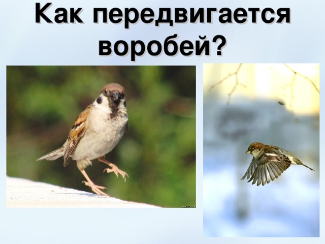Презентация на тему воробей