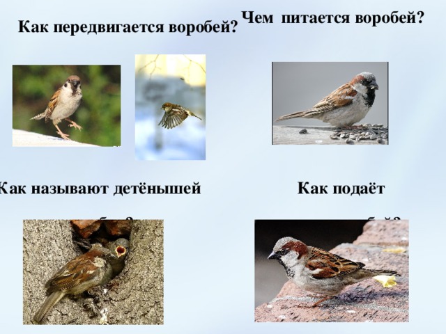 Презентация на тему воробей