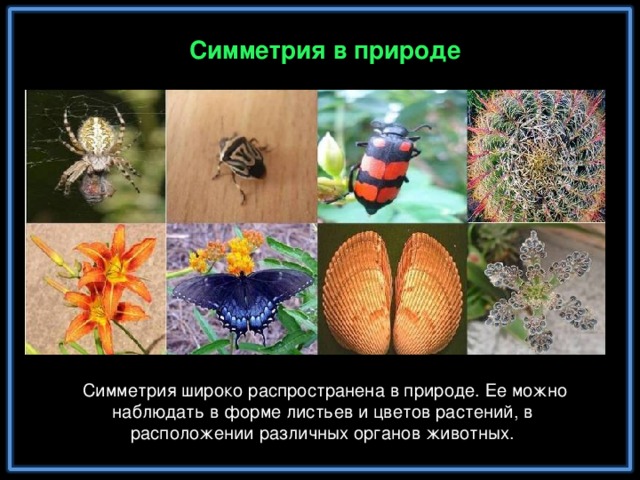 Симметрия в природе  Симметрия широко распространена в природе. Ее можно наблюдать в форме листьев и цветов растений, в расположении различных органов животных.