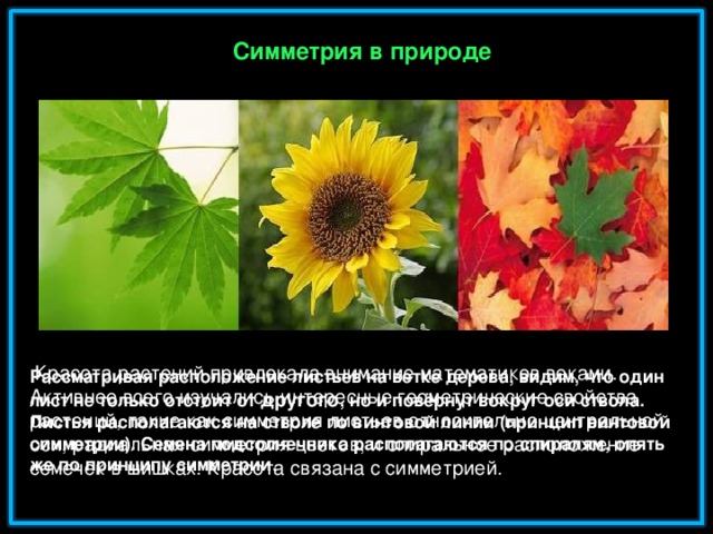 Симметрия в природе  Красота растений привлекала внимание математиков веками. Активнее всего изучались интересные геометрические свойства растений, такие как симметрия листьев относительно центральной оси, радиальная симметрия цветов, и спиральное расположение семечек в шишках. Красота связана с симметрией . Рассматривая расположение листьев на ветке дерева, видим, что один лист не только отстоит от другого , но и повёрнут вокруг оси ствола. Листья располагаются на стволе по винтовой линии (принцип винтовой симметрии). Семена подсолнечника располагаются по спиралям, опять же по принципу симметрии.