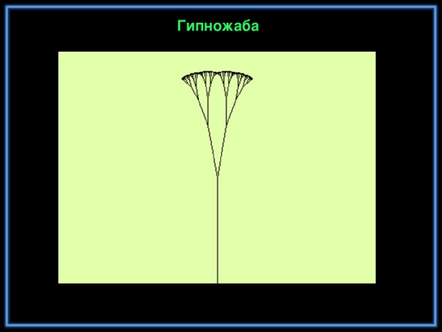 Гипножаба 24