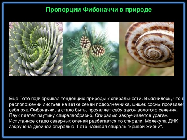 Пропорции Фибоначчи в природе Еще Гете подчеркивал тенденцию природы к спиральности. Выяснилось, что в расположении листьев на ветке семян подсолнечника, шишек сосны проявляет себя ряд Фибоначчи, а стало быть, проявляет себя закон золотого сечения. Паук плетет паутину спиралеобразно. Спиралью закручивается ураган. Испуганное стадо северных оленей разбегается по спирали. Молекула ДНK закручена двойной спиралью. Гете называл спираль 