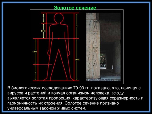 Золотое сечение В биологических исследованиях 70-90 гг. показано, что, начиная с вирусов и растений и кончая организмом человека, всюду выявляется золотая пропорция, характеризующая соразмерность и гармоничность их строения. Золотое сечение признано универсальным законом живых систем.