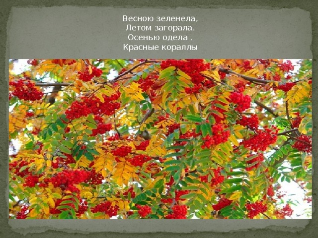 Весною зеленела, Летом загорала. Осенью одела , Красные кораллы 