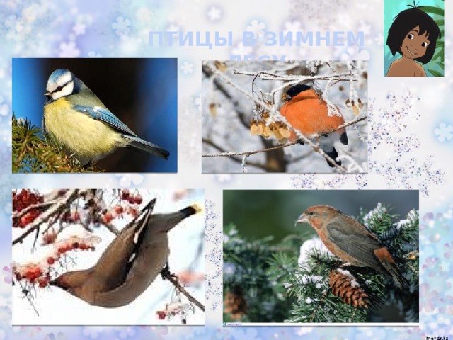 ПТИЦЫ В ЗИМНЕМ ЛЕСУ 