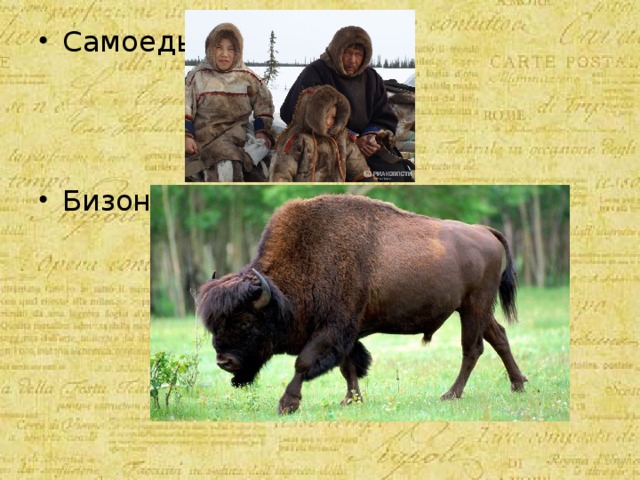 Самоеды- Бизон- 