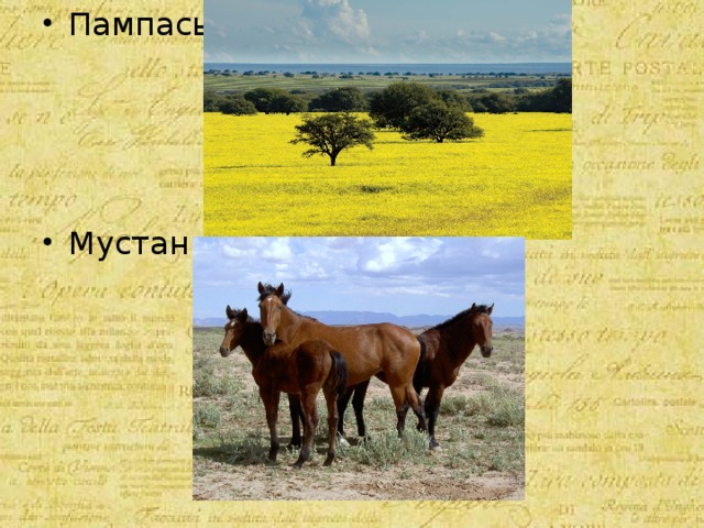 Пампасы- Мустанг- 