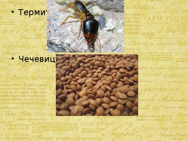 Термит- Чечевица- 