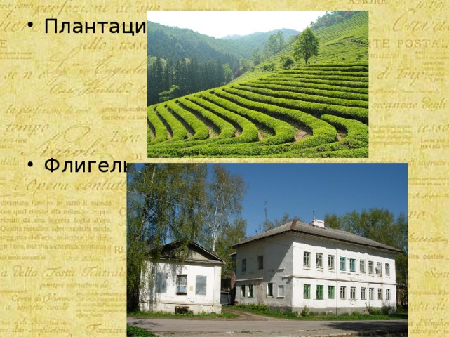 Плантации- Флигель- 