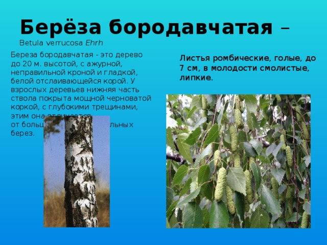 Разновидности Березы Фото И Названия