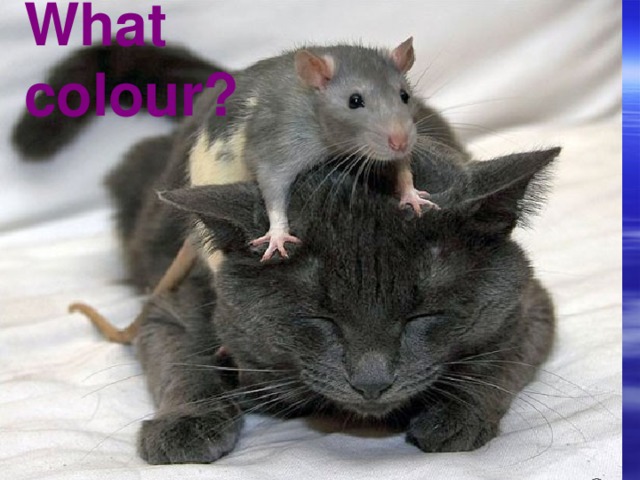 What colour?