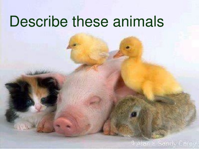 Describe these animals