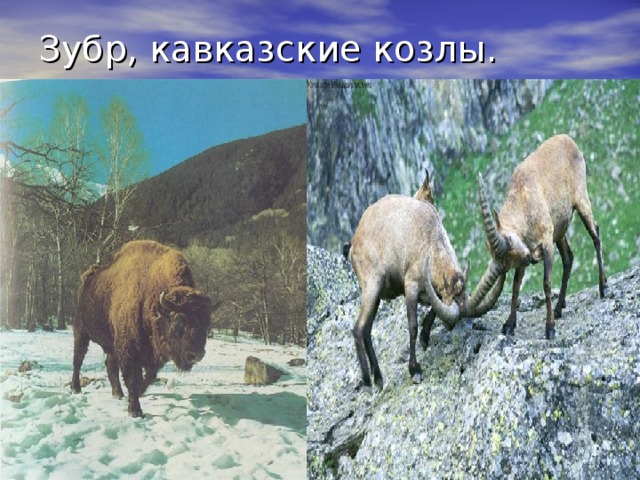 Зубр, кавказские козлы. 