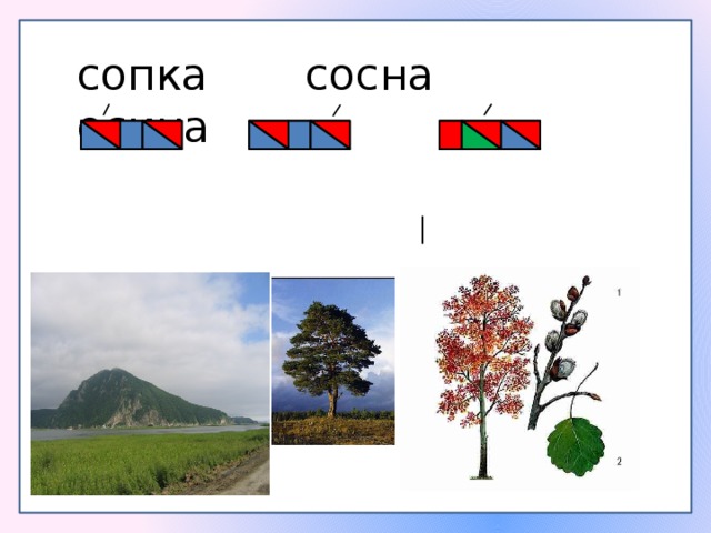 сопка сосна осина 