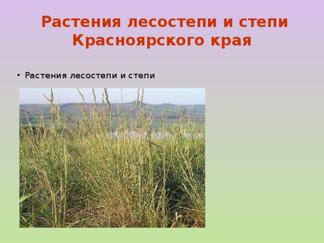  Растения лесостепи и степи Красноярского края Растения лесостепи и степи 
