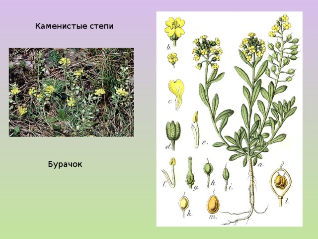 Каменистые степи Бурачок 