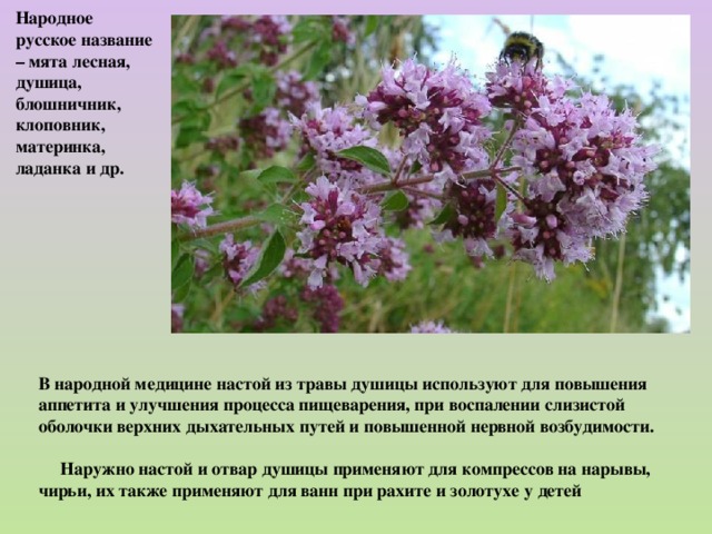 Народное русское название – мята лесная, душица, блошничник, клоповник, материнка, ладанка и др.  В народной медицине настой из травы душицы используют для повышения аппетита и улучшения процесса пищеварения, при воспалении слизистой оболочки верхних дыхательных путей и повышенной нервной возбудимости.   Наружно настой и отвар душицы применяют для компрессов на нарывы, чирьи, их также применяют для ванн при рахите и золотухе у детей 