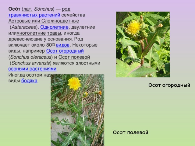 Осо́т  ( лат.   Sónchus ) —  род   травянистых растений  семейства  Астровые или Сложноцветные  ( Asteraceae ).  Однолетние , двулетние или многолетние   травы , иногда древеснеющие у основания. Род включает около 80 [2]   видов . Некоторые виды, например  Осот огородный ( Sonchus oleraceus ) и  Осот полевой  ( Sonchus arvensis ) являются злостными  сорными растениями . Иногда осотом называют некоторые виды  бодяка Осот огородный Осот полевой 