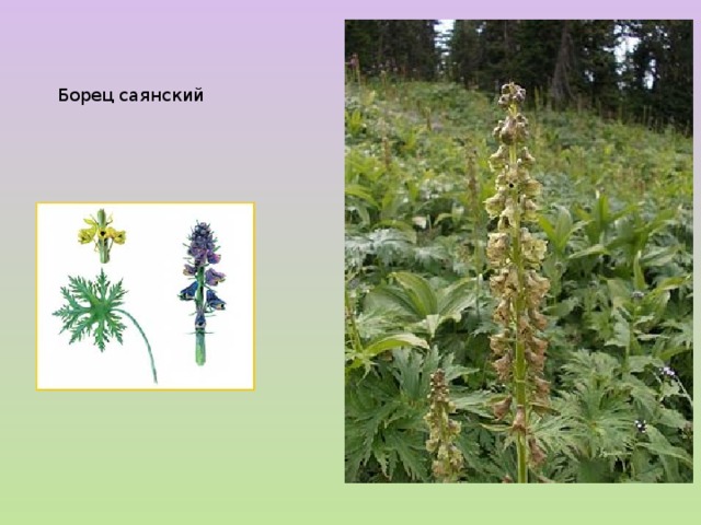 Борец саянский 