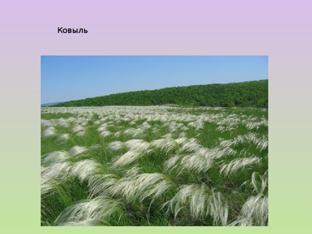 Ковыль 