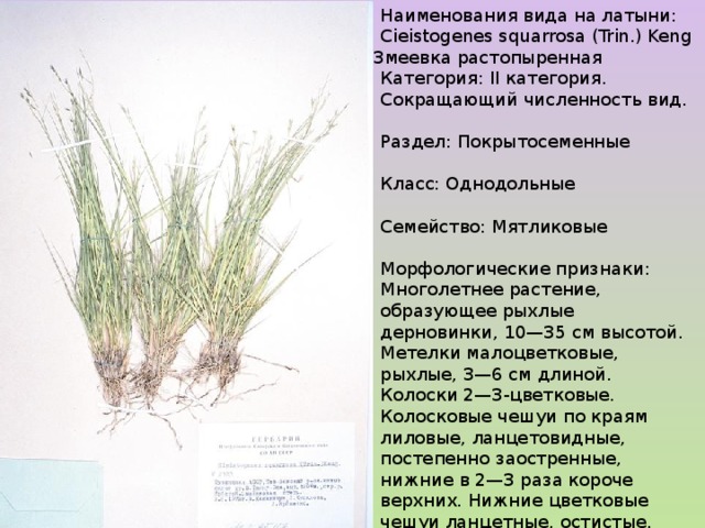 Наименования вида на латыни: Cieistogenes squarrosa (Trin.) Keng Категория: II категория. Сокращающий численность вид. Раздел: Покрытосеменные Класс: Однодольные Семейство: Мятликовые Морфологические признаки: Многолетнее растение, образующее рыхлые дерновинки, 10—35 см высотой. Метелки малоцветковые, рыхлые, 3—6 см длиной. Колоски 2—3-цветковые. Колосковые чешуи по краям лиловые, ланцетовидные, постепенно заостренные, нижние в 2—3 раза короче верхних. Нижние цветковые чешуи ланцетные, остистые. Змеевка растопыренная 