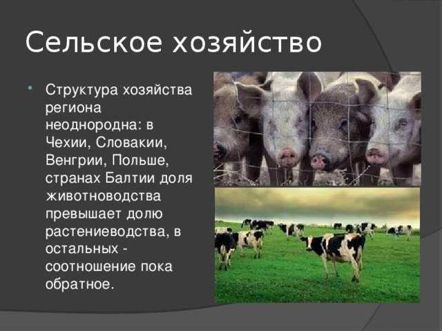 Сельское хозяйство Структура хозяйства региона неоднородна: в Чехии, Словакии, Венгрии, Польше, странах Балтии доля животноводства превышает долю растениеводства, в остальных - соотношение пока обратное. 