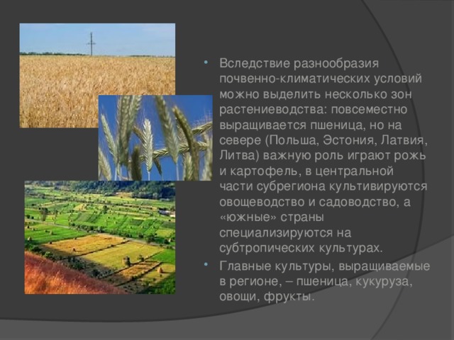 Вследствие разнообразия почвенно-климатических условий можно выделить несколько зон растениеводства: повсеместно выращивается пшеница, но на севере (Польша, Эстония, Латвия, Литва) важную роль играют рожь и картофель, в центральной части субрегиона культивируются овощеводство и садоводство, а «южные» страны специализируются на субтропических культурах. Главные культуры, выращиваемые в регионе, – пшеница, кукуруза, овощи, фрукты. 