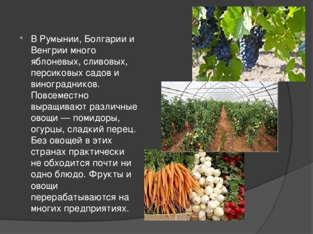 В Румынии, Болгарии и Венгрии много яблоневых, сливовых, персиковых садов и виноградников. Повсеместно выращивают различные овощи — помидоры, огурцы, сладкий перец. Без овощей в этих странах практически не обходится почти ни одно блюдо. Фрукты и овощи перерабатываются на многих предприятиях. 