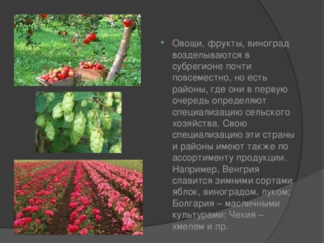 Овощи, фрукты, виноград возделываются в субрегионе почти повсеместно, но есть районы, где они в первую очередь определяют специализацию сельского хозяйства. Свою специализацию эти страны и районы имеют также по ассортименту продукции. Например, Венгрия славится зимними сортами яблок, виноградом, луком; Болгария – масличными культурами; Чехия – хмелем и пр. 