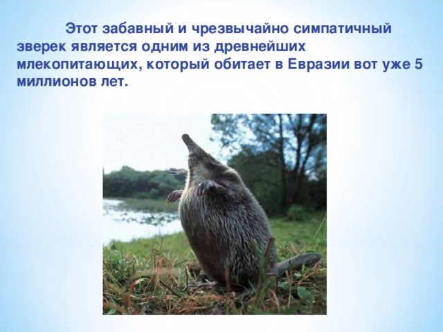 "Русская выхухоль". Презентация к уроку окружающего мира.
