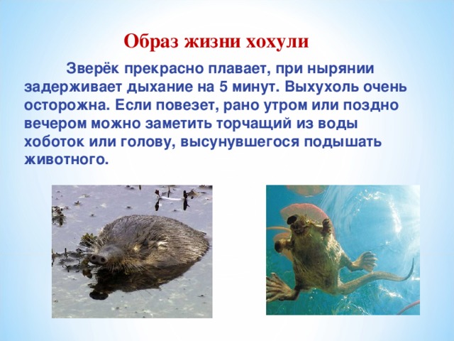 "Красная книга.Русская выхухоль" презентация, доклад