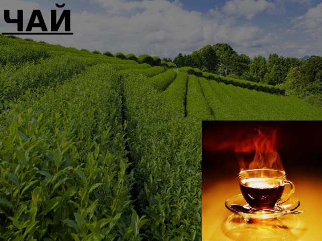 ЧАЙ Чайная плантация и чашка чая 