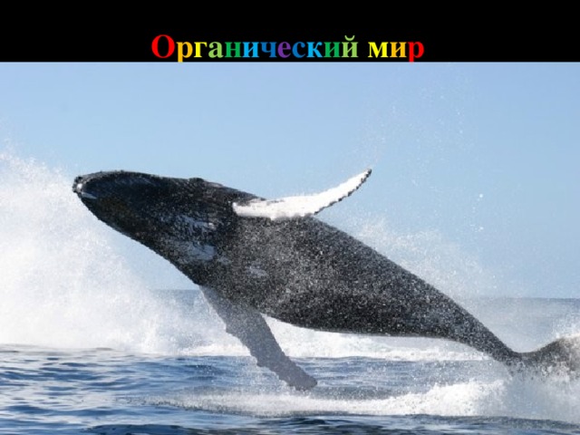 О р г а н и ч е с к и й  м и р Не смотря на очень суровый климат, в Антарктиде присутствует жизнь.  Бактерии найдены в самых экстремальных местах, заключенные подо льдом толщиной 400 метров без доступа кислорода; Лишайники , мхи и низкие травы произрастают на побережьях в скалах; Животный мир в основном связан с морями. 