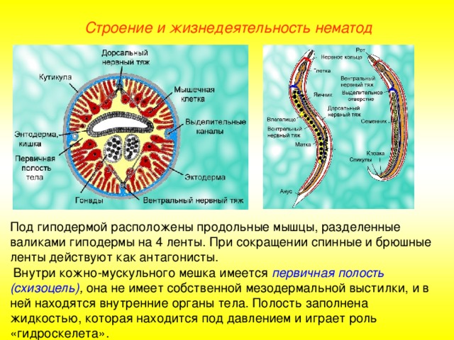 nemathelminthes a klasszikus módon