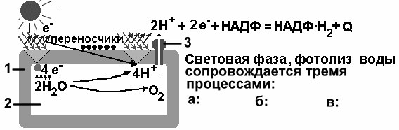 Глюкоза кислород углекислый газ вода атф