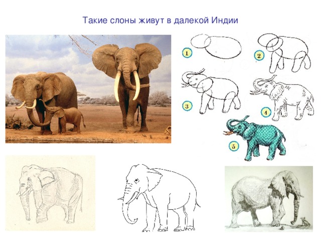 Такие слоны живут в далекой Индии 