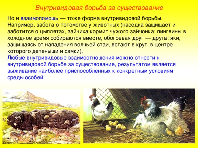 Внутривидовая борьба за существование Но и взаимопомощь — тоже форма внутривидовой борьбы. Например, забота о потомстве у животных (наседка защищает и заботится о цыплятах, зайчиха кормит чужого зайчонка; пингвины в холодное время собираются вместе, обогревая друг — друга; яки, защищаясь от нападения волчьей стаи, встают в круг, в центре которого детеныши и самки). Любые внутривидовые взаимоотношения  можно отнести к внутривидовой борьбе за существование, результатом является выживание наиболее приспособленных к конкретным условиям среды особей.  