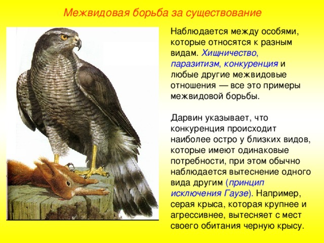 Межвидовая борьба за существование Наблюдается между особями, которые относятся к разным видам. Хищничество , паразитизм , конкуренция  и любые другие межвидовые отношения — все это примеры межвидовой борьбы. Дарвин указывает, что конкуренция происходит наиболее остро у близких видов, которые имеют одинаковые потребности, при этом обычно наблюдается вытеснение одного вида другим ( принцип исключения Гаузе ). Например, серая крыса, которая крупнее и агрессивнее, вытесняет с мест своего обитания черную крысу.  