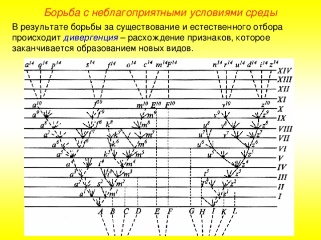 Борьба с неблагоприятными условиями среды В результате борьбы за существование и естественного отбора происходит дивергенция – расхождение признаков, которое заканчивается образованием новых видов.  