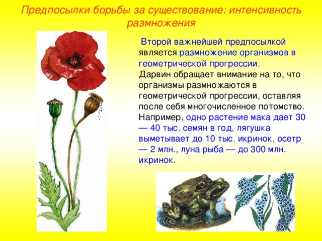 Предпосылки борьбы за существование: интенсивность размножения  Второй важнейшей предпосылкой является размножение организмов в геометрической прогрессии. Дарвин обращает внимание на то, что организмы размножаются в геометрической прогрессии, оставляя после себя многочисленное потомство. Например, одно растение мака дает 30 — 40 тыс. семян в год, лягушка выметывает до 10 тыс. икринок, осетр — 2 млн., луна рыба — до 300 млн. икринок.  