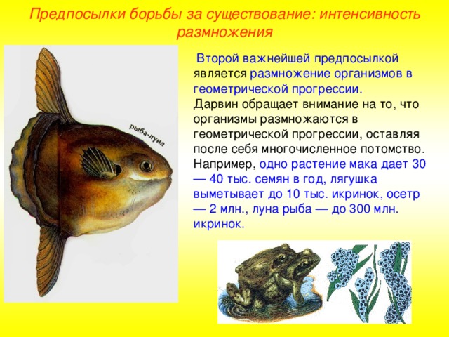 Предпосылки борьбы за существование: интенсивность размножения  Второй важнейшей предпосылкой является размножение организмов в геометрической прогрессии. Дарвин обращает внимание на то, что организмы размножаются в геометрической прогрессии, оставляя после себя многочисленное потомство. Например, одно растение мака дает 30 — 40 тыс. семян в год, лягушка выметывает до 10 тыс. икринок, осетр — 2 млн., луна рыба — до 300 млн. икринок.  