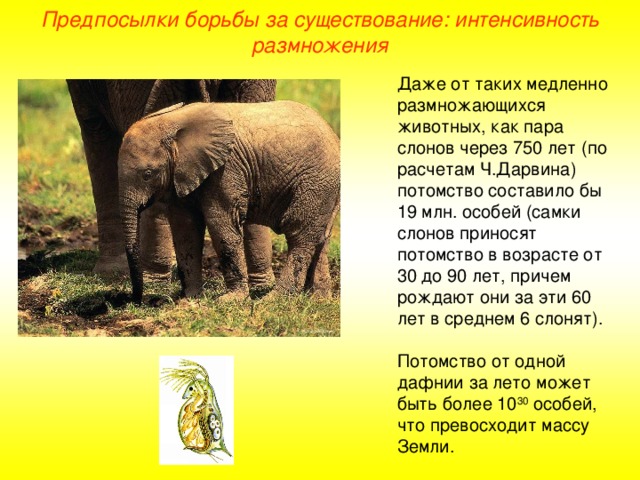 Предпосылки борьбы за существование: интенсивность размножения Даже от таких медленно размножающихся животных, как пара слонов через 750 лет (по расчетам Ч.Дарвина) потомство составило бы 19 млн. особей (самки слонов приносят потомство в возрасте от 30 до 90 лет, причем рождают они за эти 60 лет в среднем 6 слонят). Потомство от одной дафнии за лето может быть более 10 30 особей, что превосходит массу Земли.  
