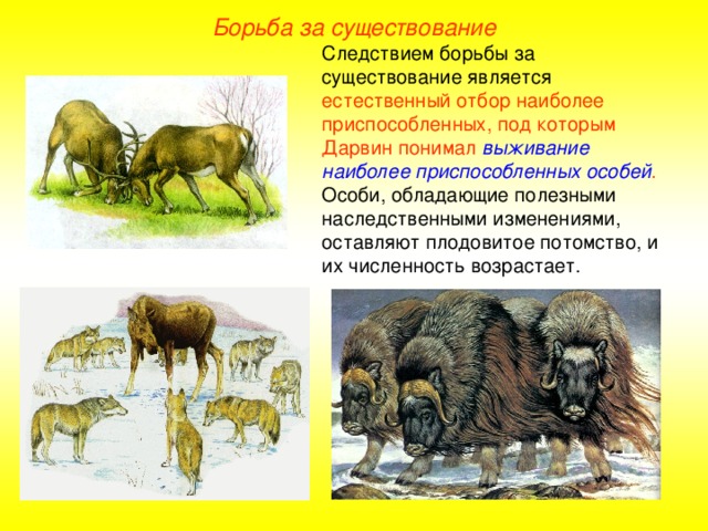 Борьба за существование Следствием борьбы за существование является естественный отбор наиболее приспособленных, под которым Дарвин понимал выживание наиболее приспособленных особей . Особи, обладающие полезными наследственными изменениями, оставляют плодовитое потомство, и их численность возрастает.  