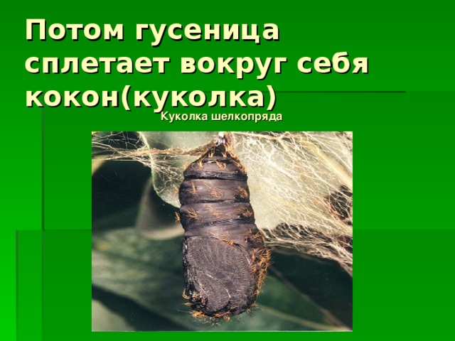 Презентация по теме " Бабочки"